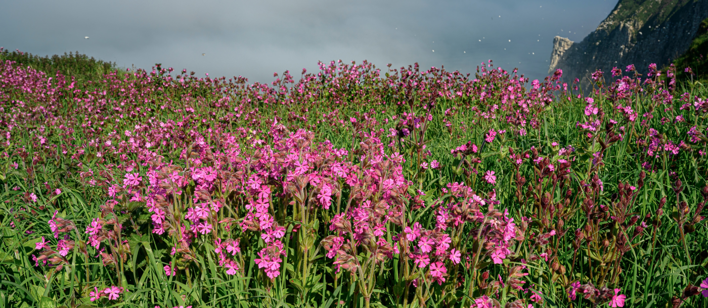 Average Height and Spread