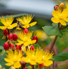 St John's Wort