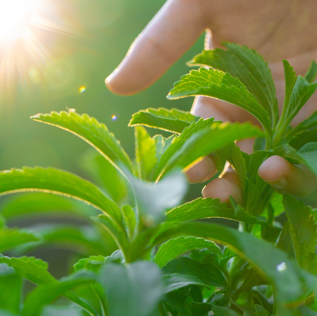 Stevia - Fyne Herbs