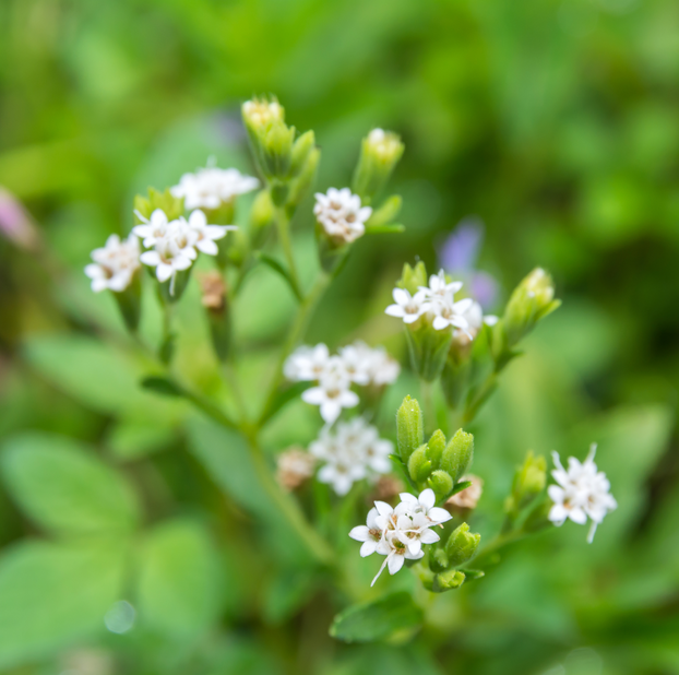 Stevia - Fyne Herbs