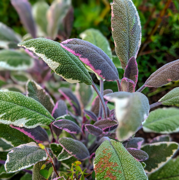 Sage - Tricolour