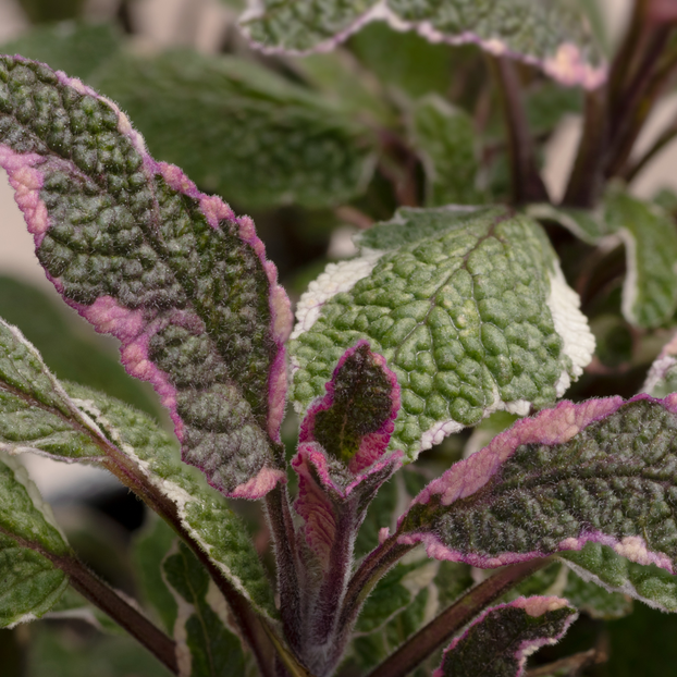Sage - Tricolour