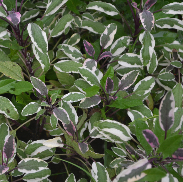 Sage - Tricolour
