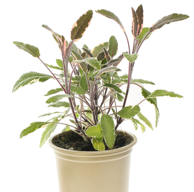 Sage - Tricolour