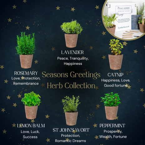 Seasons Greetings Herb Collection - Fyne Herbs Bundle