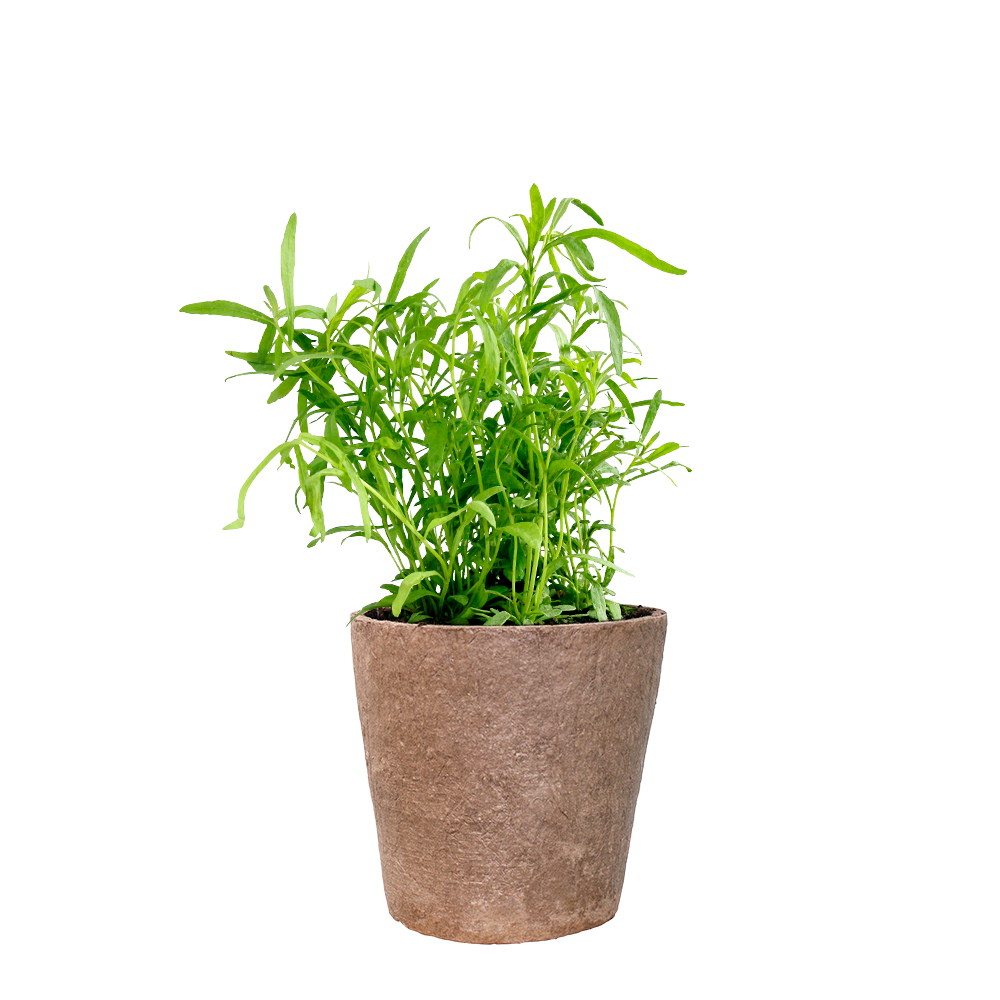 Tarragon - French