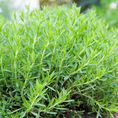 Tarragon - French - Fyne Herbs