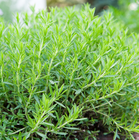 Tarragon - French