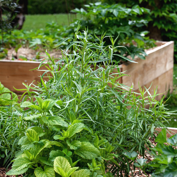 Tarragon - French - Fyne Herbs