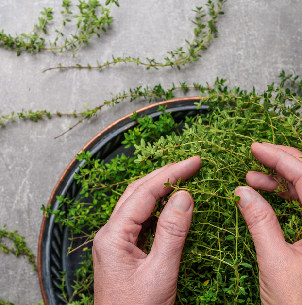 Thyme - Creeping Red