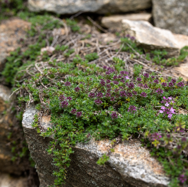 Thyme - Creeping Red