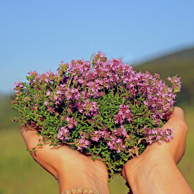 Thyme - Creeping Red