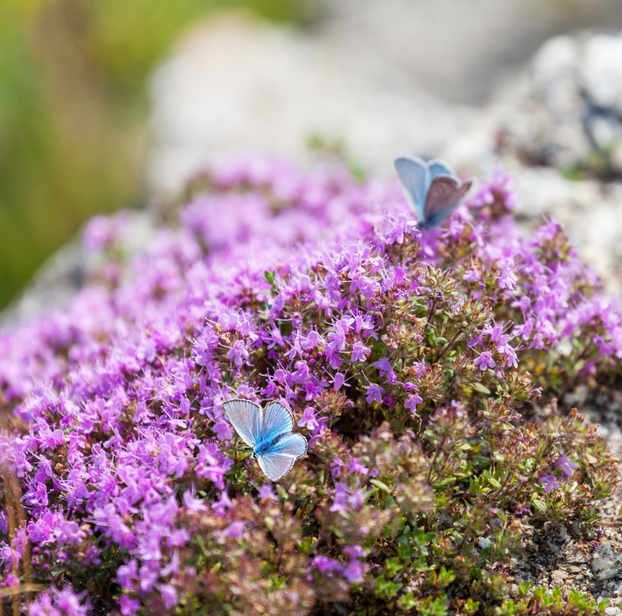 Thyme - Creeping Red