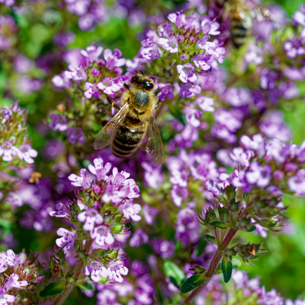 Thyme - Doone Valley