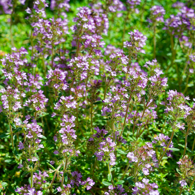 Thyme - Doone Valley