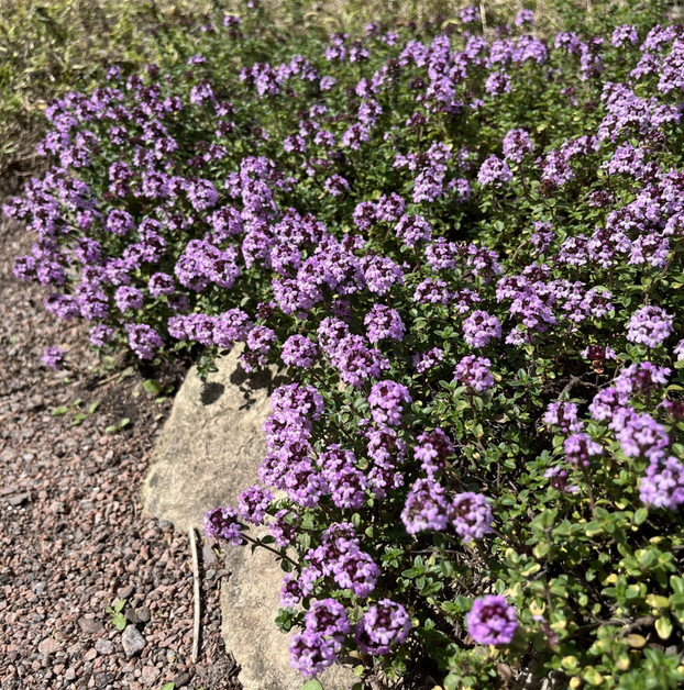 Thyme - Doone Valley