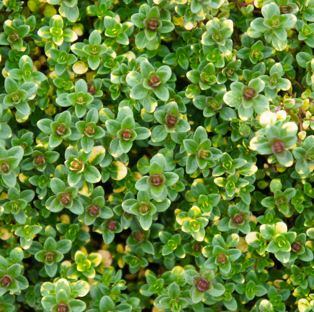 Thyme - Doone Valley