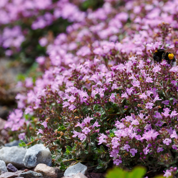 Thyme - Pink Chintz