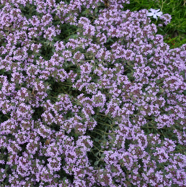 Thyme - Pink Chintz