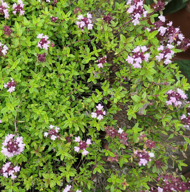 Thyme - Pink Ripple
