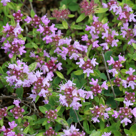 Thyme - Pink Ripple