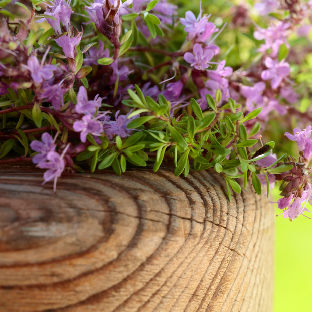 Thyme - Pink Ripple