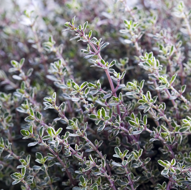 Thyme - Silver Queen
