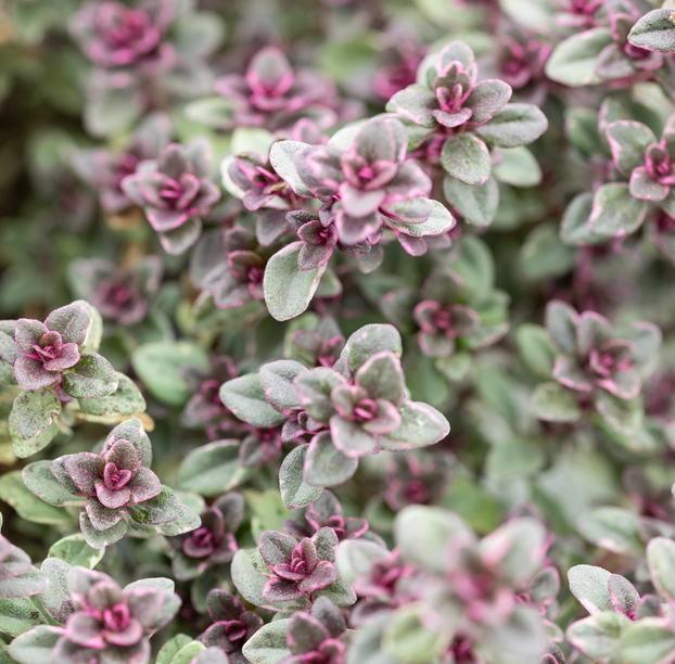 Thyme - Silver Queen