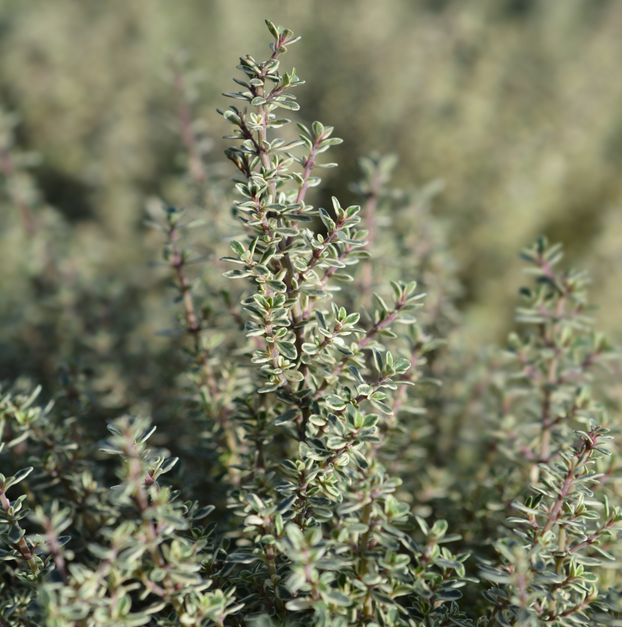 Thyme - Silver Queen