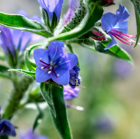 Viper's Bugloss