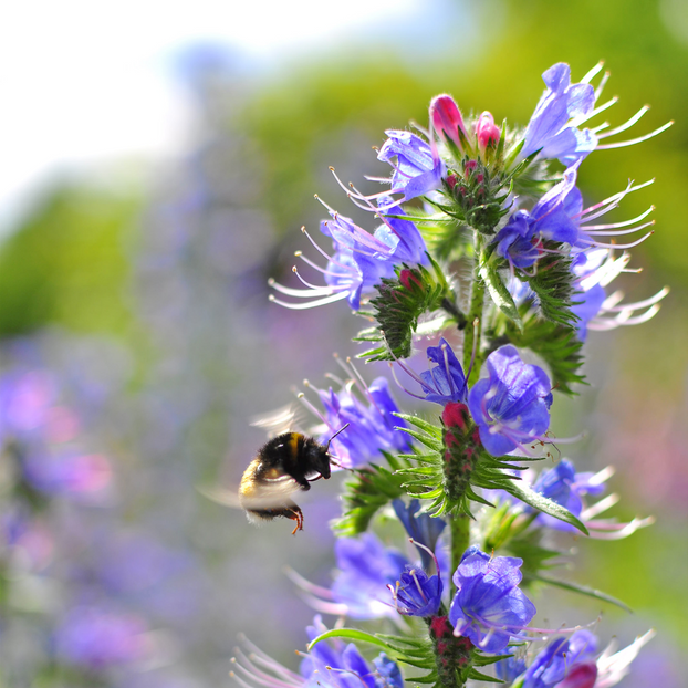 Viper's Bugloss