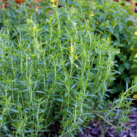 Winter Savory