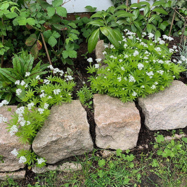 Woodruff