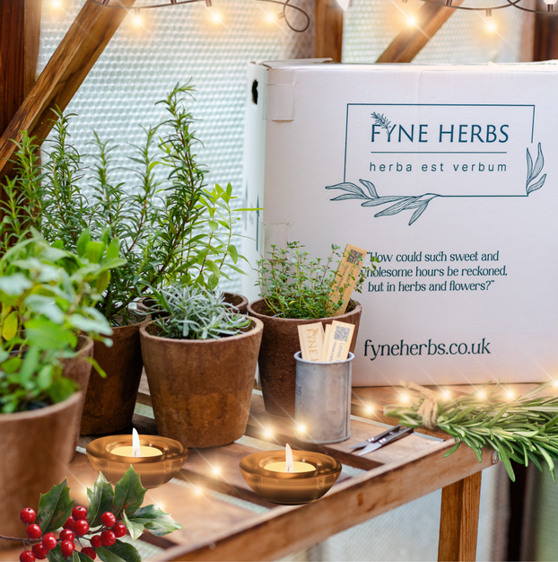 Christmas Dinner Herb Collection