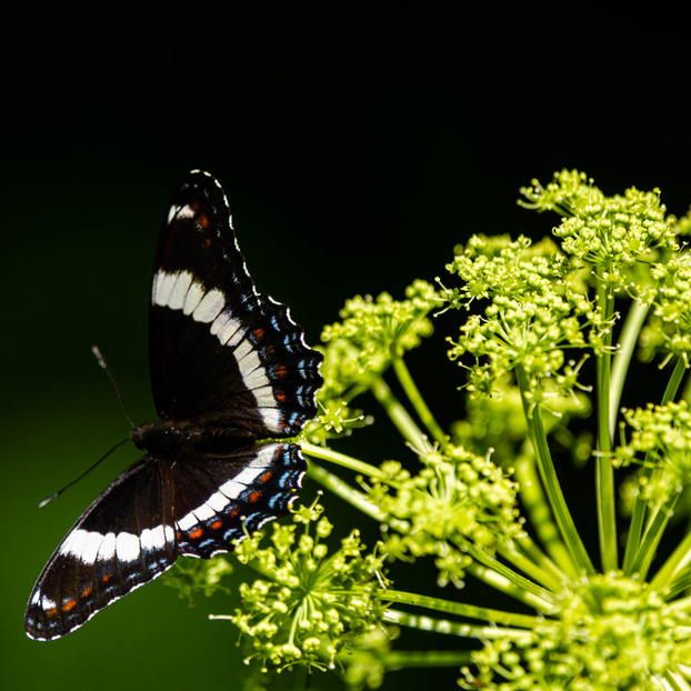 Angelica