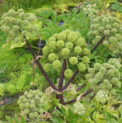 Angelica