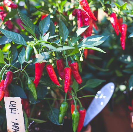 Chilli Pepper Apache