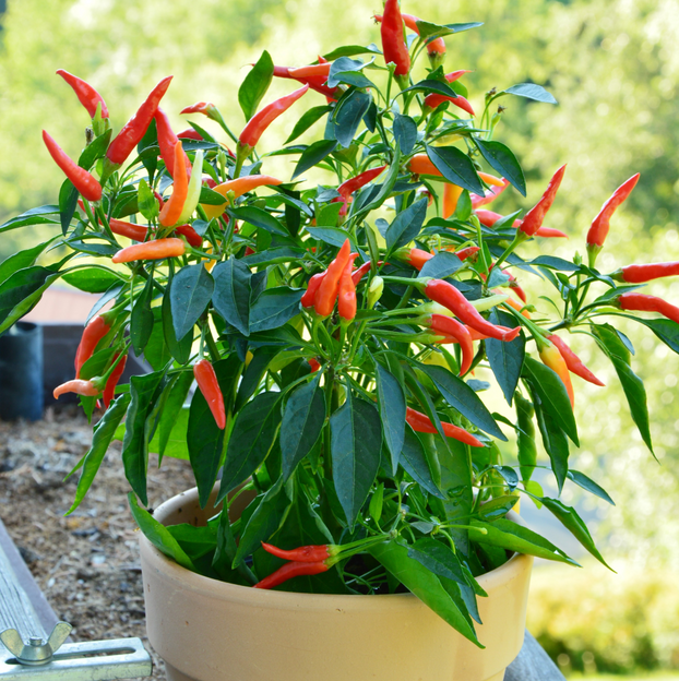 Chilli Pepper Apache