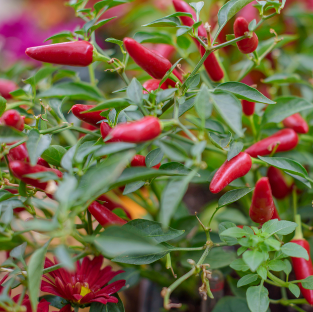 Chilli Pepper Apache