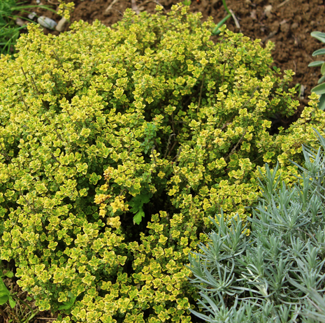 Thyme - Archers Gold