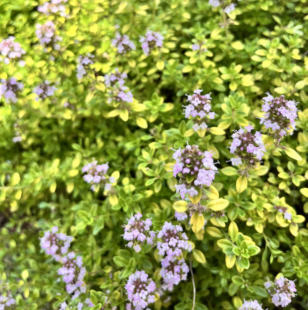 Thyme - Archers Gold