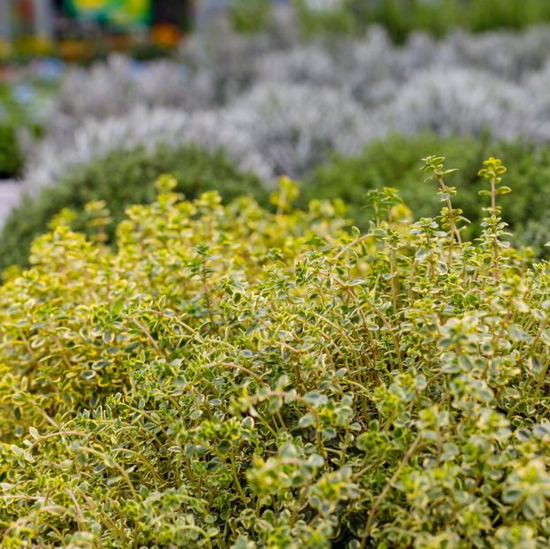Thyme - Archers Gold