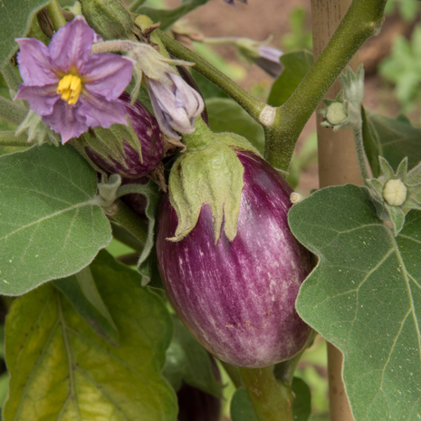Aubergine Pinstripe