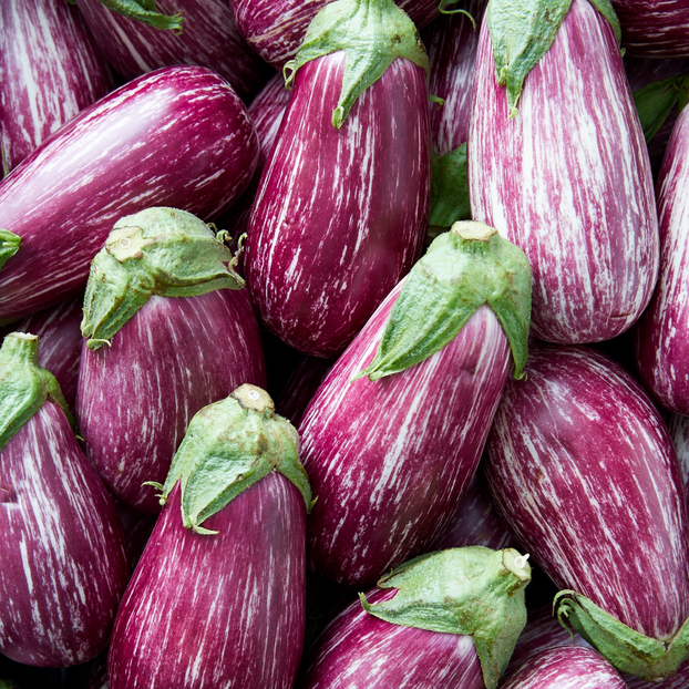 Aubergine Pinstripe