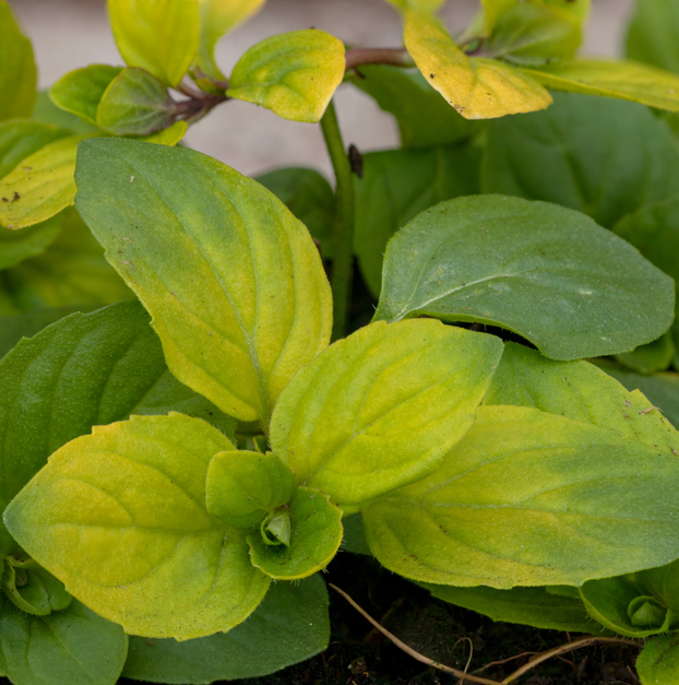 Mint - Berries & Cream