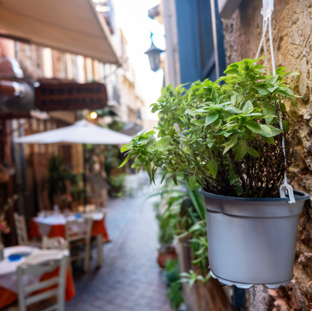 Basil - Bush