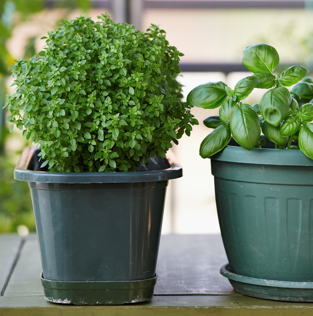 Basil - Bush