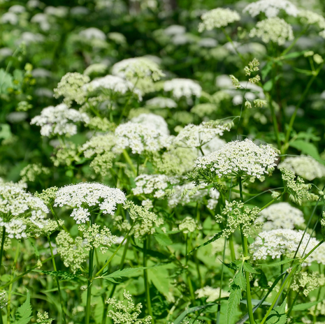 Caraway