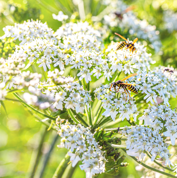 Caraway