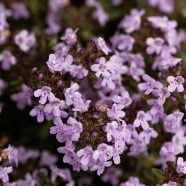 Thyme - Caraway